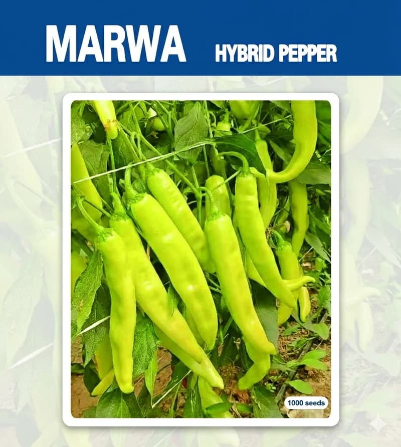 مروة - فلفل هجين